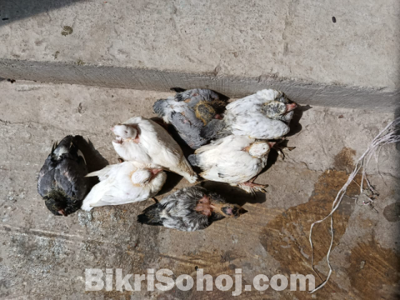 কবুতরের বাচ্চা